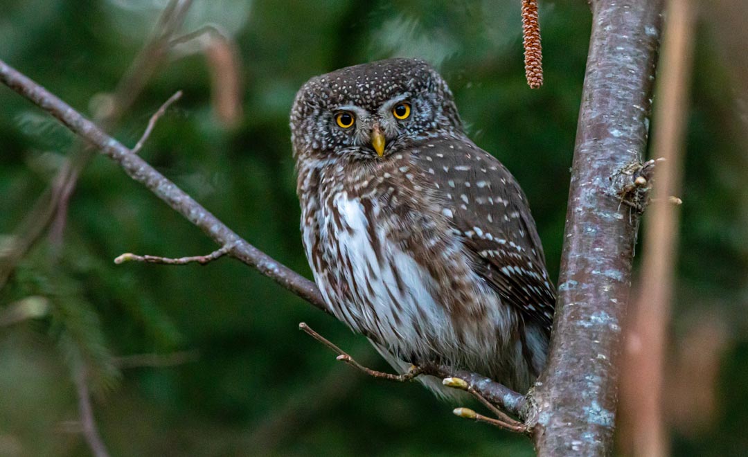 Kakk metsas puu otsas. 